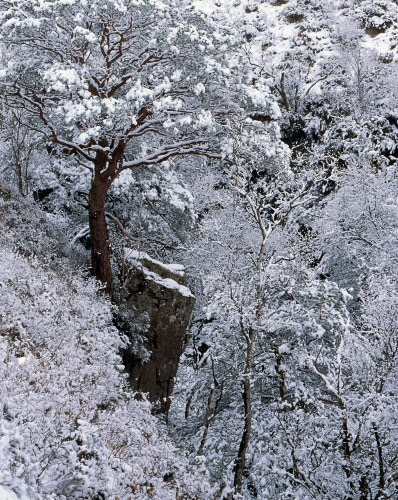 'Fairyland'