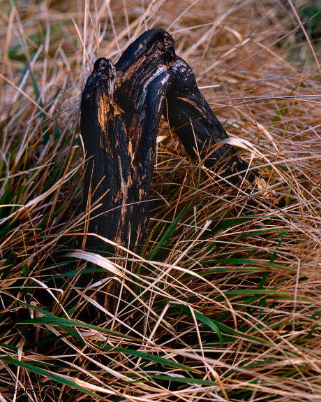 'Burnt Gorse'