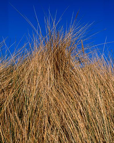'Grasses and Blue'