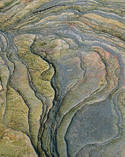 'Tree rock'