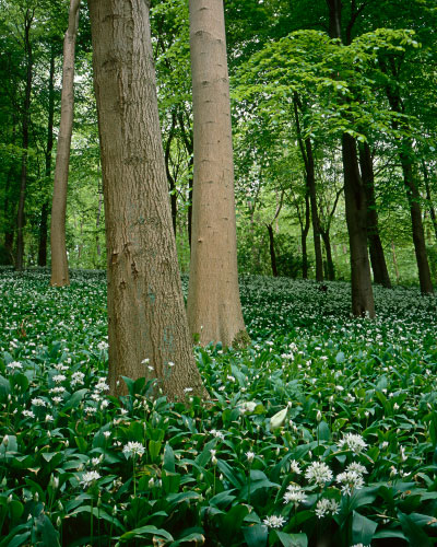 'Garlic Woods'