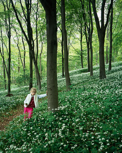 'a walk in the woods'