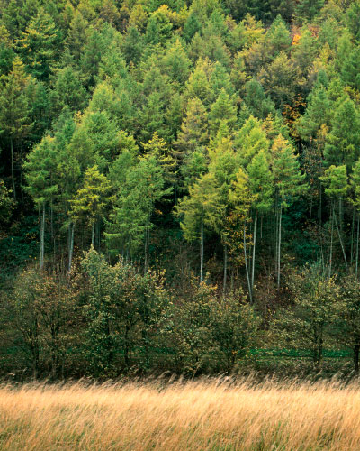 'Tun Dale Plantation'