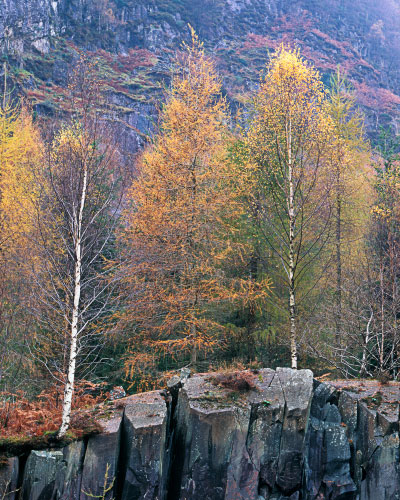 'Autumn in Borrowdale'