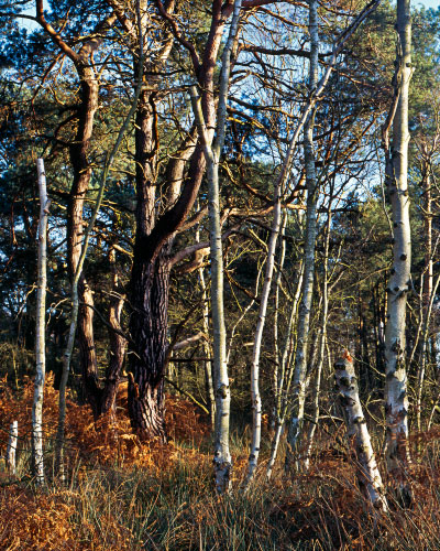 'Skipwith Common Woods'