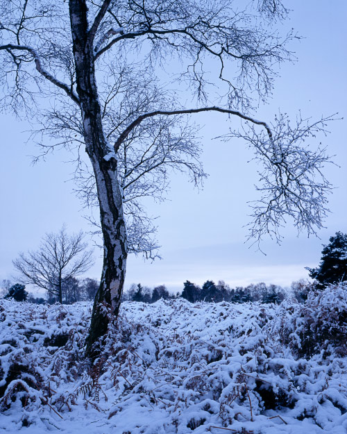 'Skipwith at Dusk'