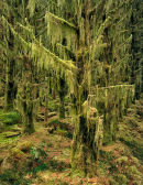 'Emerald Forest'