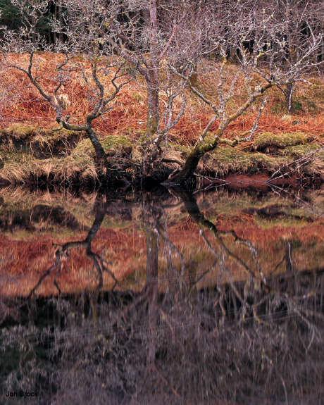 Reflected Orchy