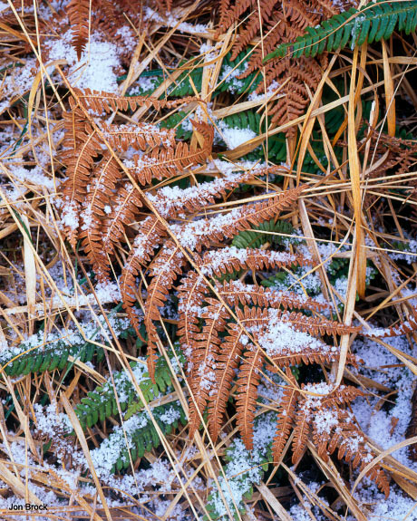 'Snowy Fern'