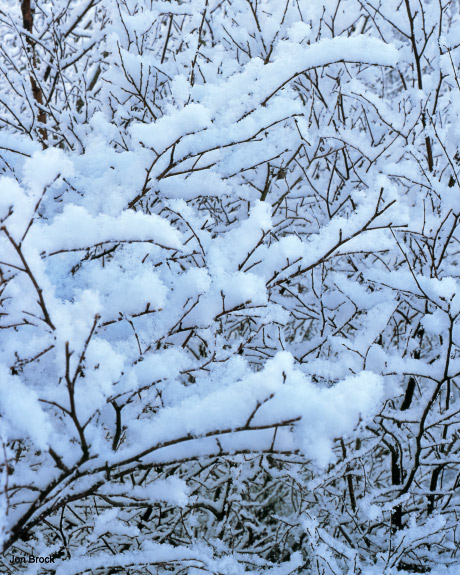Snowy Branch