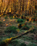 'The Etive Mossery'