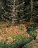 'Into the Forest'