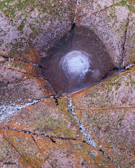 'Ice Rose'