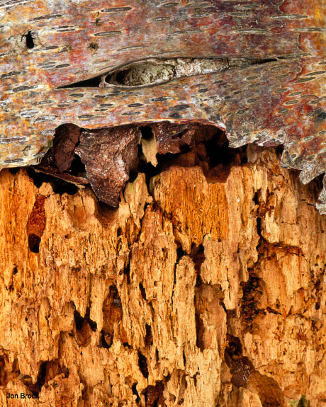 'Bark Study'