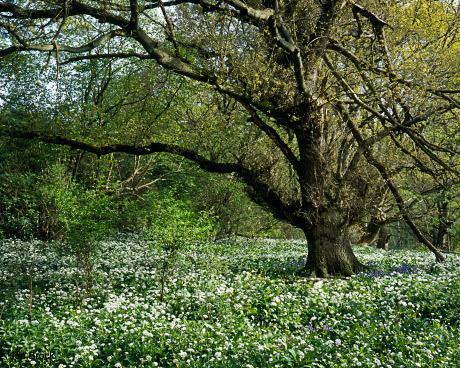 'Oak Tree in the Wolds'