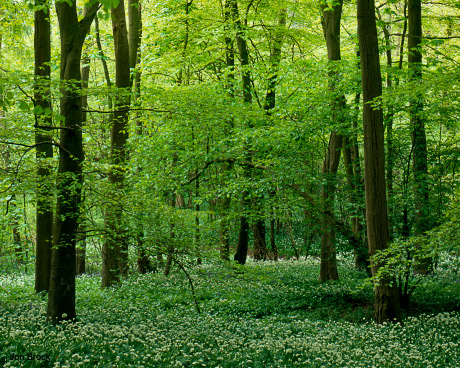 'Springtime in the woods' 