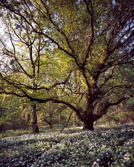 'Oak in Spring'