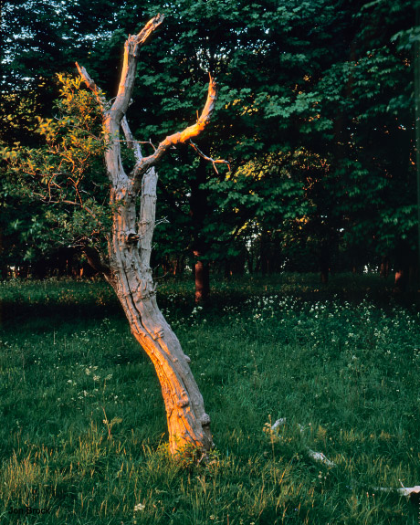 'The Elder Man'