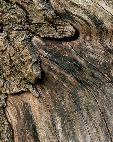 'Millington Burnt Log'