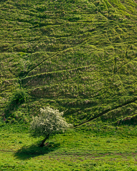 'Sylvan Tree'