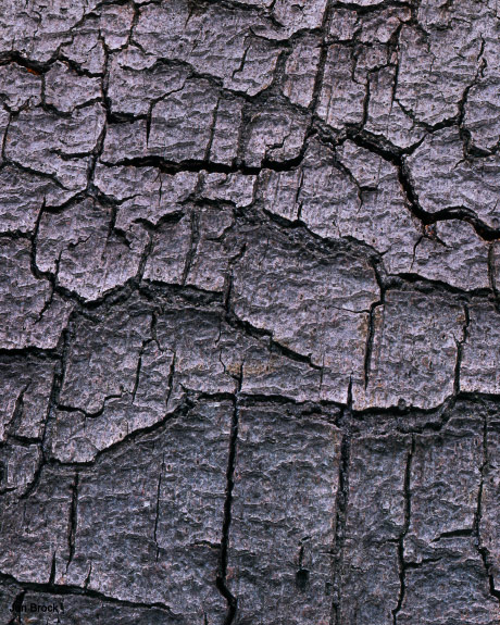 'Elephants Skin'