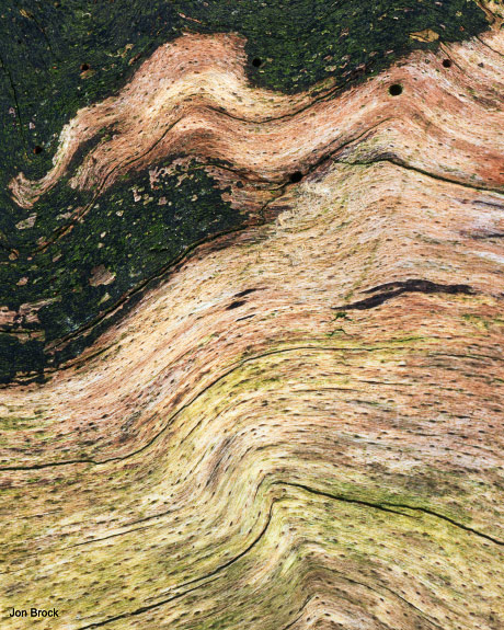 'Waves in a tree'