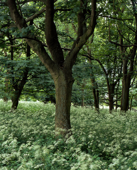 'Parsley in the Woods'
