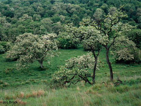 'Hawthorn Trees'