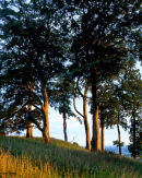 'Setting Sun at Bishop Wilton'