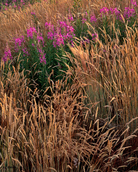 'Fireweed and Grass'