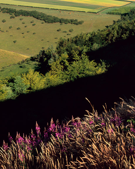 'Fireweed in Deepdale'
