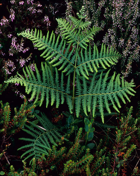 'Horum Fern'
