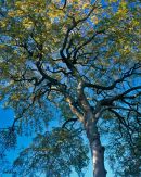 'Bishop Wilton Tree'