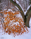 'Burning Bush'
