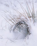 'Curls of Grass'