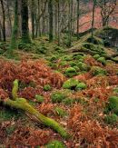 'Borrowdale Mosses'
