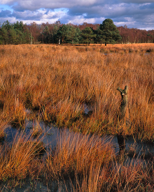 'Skipwith Common'