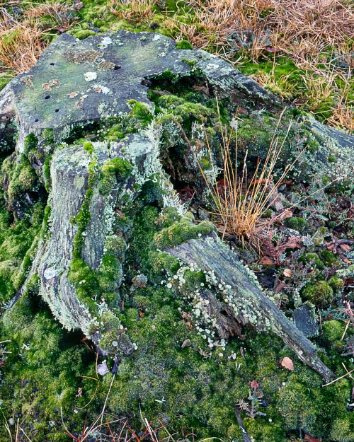 'Tree Stump'