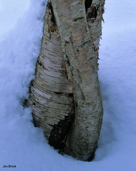 'Trunks Entwined'