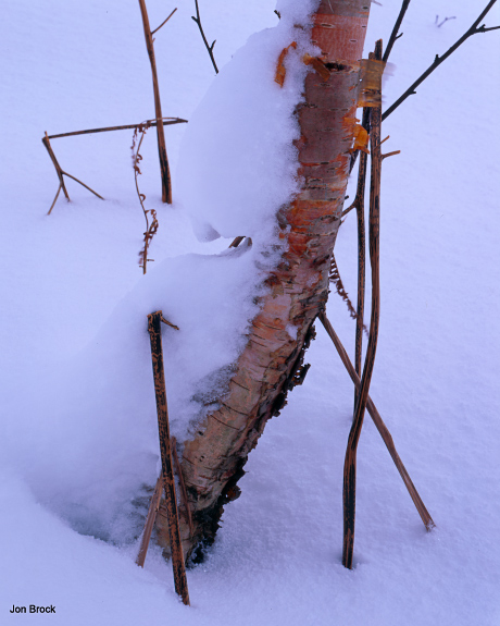 'Boggy Tree'
