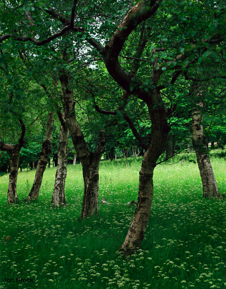 'Millington Birch Trees'