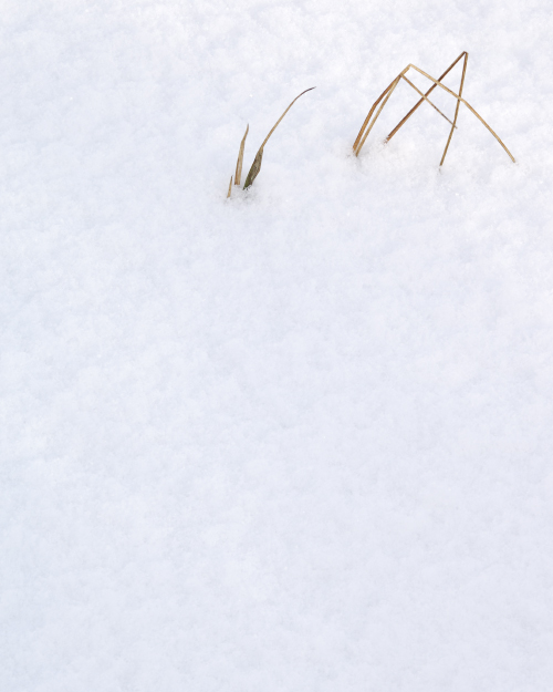 'Snow Grasses'