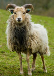 North Ronaldsay