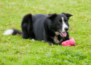Badger Border Collie