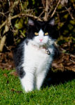 Bagpus
