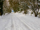 Snowy Lane