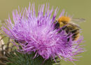 BEE on Thistle