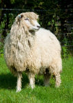 Cotswold