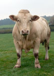 Cattle 1