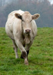 Cattle 2